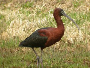 Images of Glossy Ibis