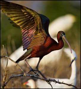 Photos of Glossy Ibis