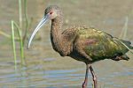 Pictures of Glossy Ibis