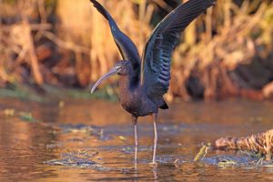 Glossy Ibis Wings Image