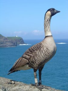 Hawaiian Goose Picture