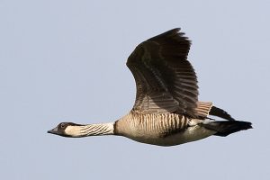 Hawaiian Goose Flight Image