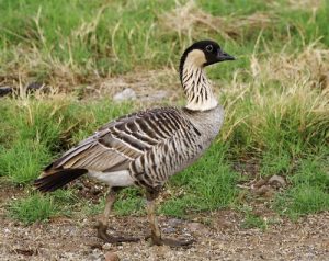 Images of Hawaiian Goose