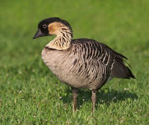 Hawaiian Goose Nene Photo