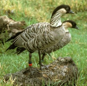 Photos of Hawaiian Goose