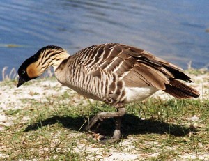 Pictures of Hawaiian Goose