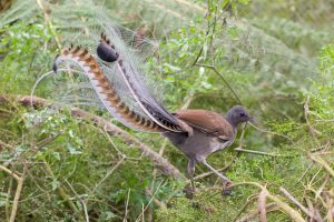 Lyre Bird Picture