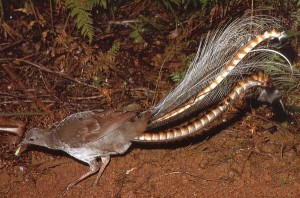 Images of Lyre Bird