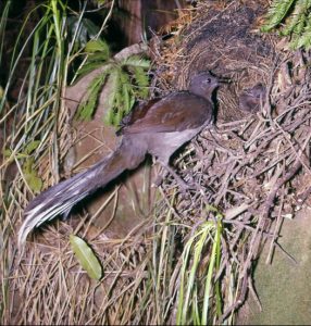 Lyre Bird Nest Photo