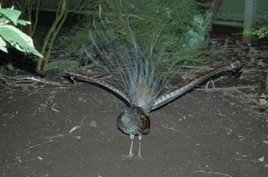 Photos of Lyre Bird