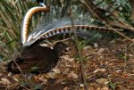 Pictures of Lyre Bird