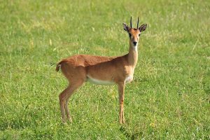 Oribi Picture