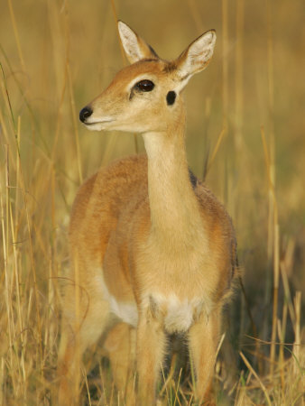 Images of Oribi