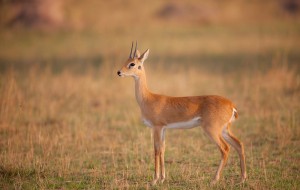 Photos of Oribi