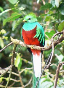 Resplendent Quetzal Picture