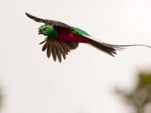 Resplendent Quetzal Flying Photo