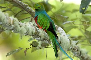 Images of Resplendent Quetzal