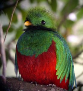 Photos of Resplendent Quetzal