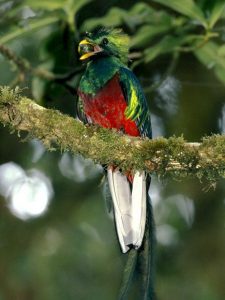 Pictures of Resplendent Quetzal