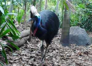 Images of Southern Cassowary