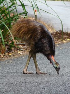 Photos of Southern Cassowary