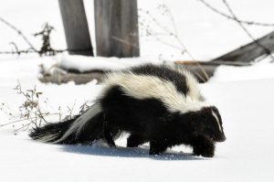 Striped Skunk Picture