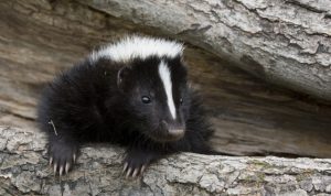 Images of Striped Skunk