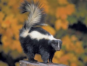 Photos of Striped Skunk