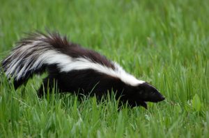 Pictures of Striped Skunk