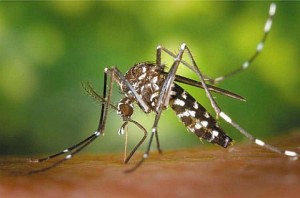 Asian Tiger Mosquito Picture