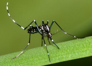 Images of Asian Tiger Mosquito