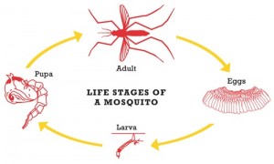 Asian Tiger Mosquito Life Cycle Photo