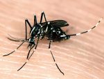 Photos of Asian Tiger Mosquito