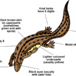 Newt - Facts, Habitat, Life Cycle, Adaptations and Pictures