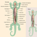 Salamander - Facts, Habitat, Life Cycle, Diet and Pictures