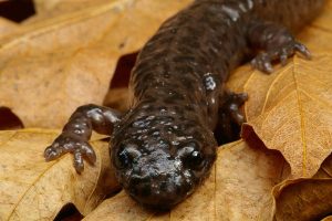 Salamander - Facts, Habitat, Life Cycle, Diet and Pictures