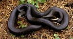 Black Racer Snake Facts, Habitat, Diet, Adaptation, Pictures