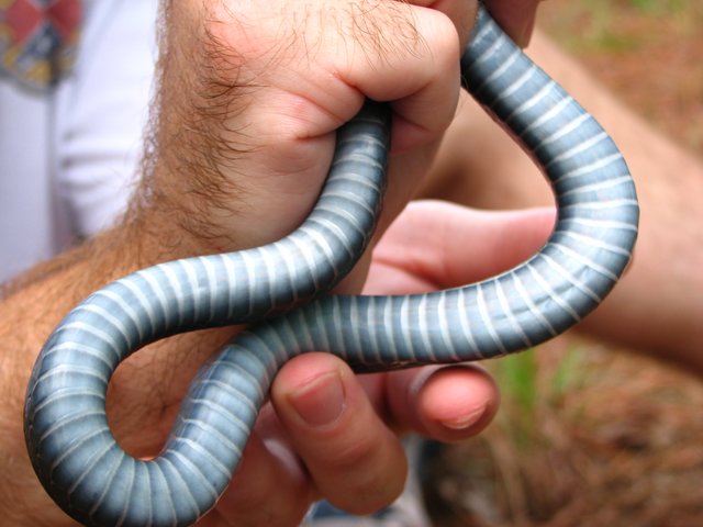Black Racer Snake Facts Habitat Diet Adaptation Pictures