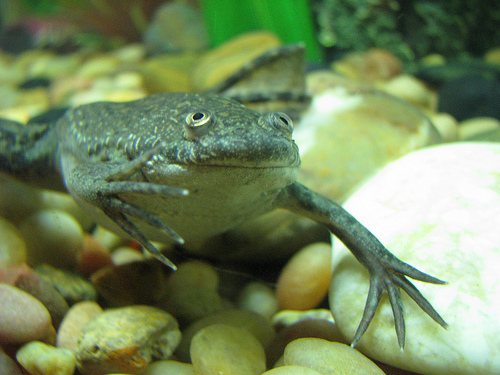 African Clawed Frog Facts, Habitat, Diet, Pet Care, Pictures