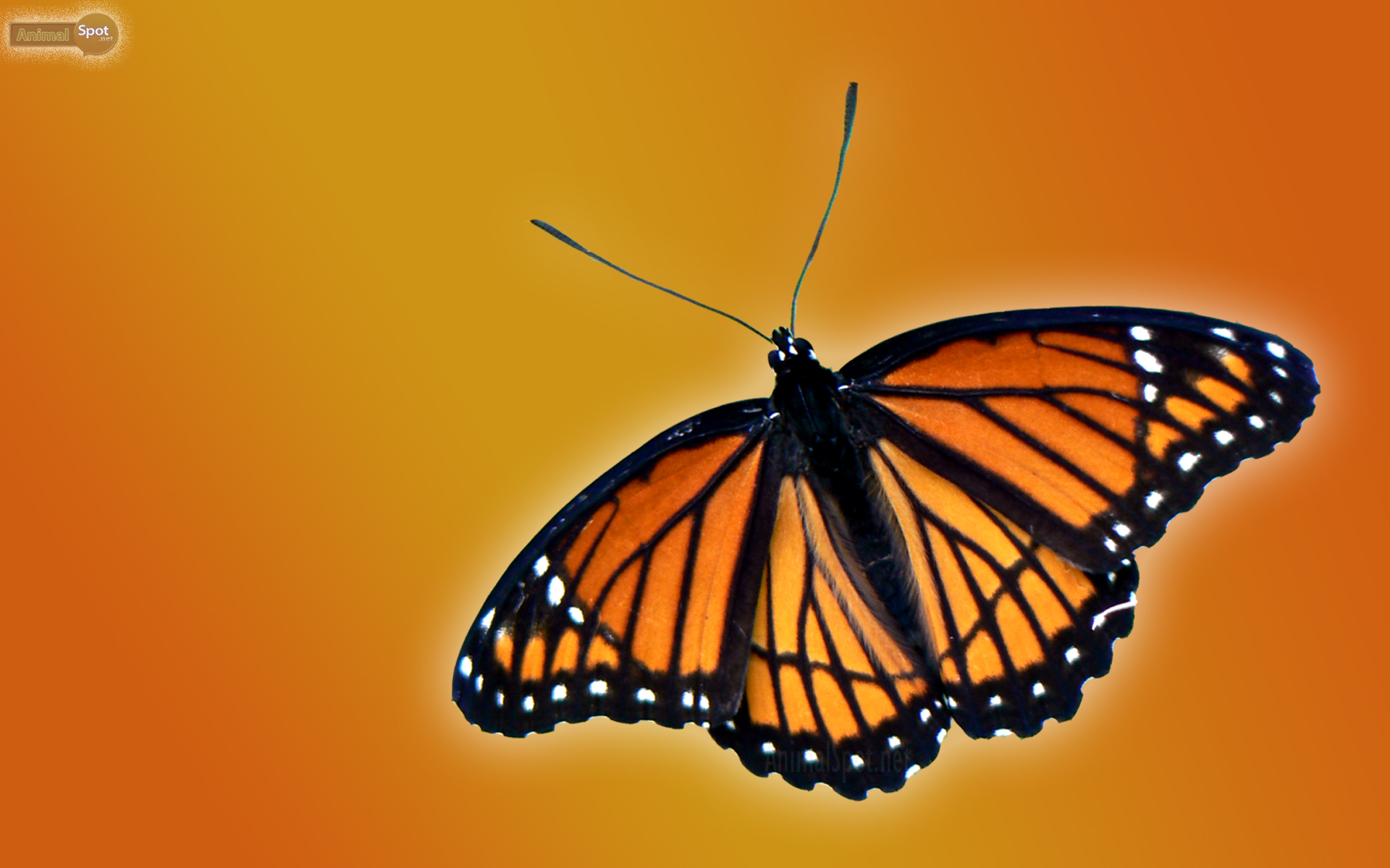 orange butterfly background