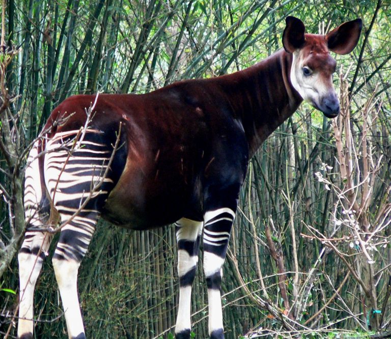 Okapi Facts, Habitat, Diet, Predators, Adaptations, Pictures