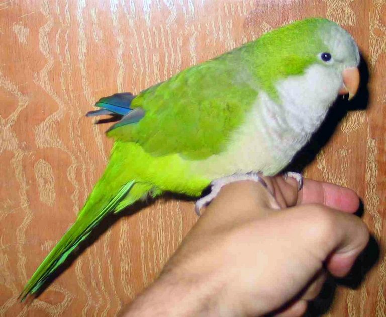 quaker-parrot-monk-parakeet-facts-diet-lifespan-pet-care-pictures