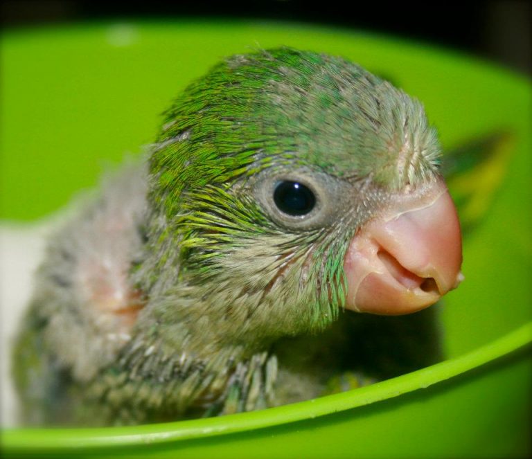 Quaker Parrot (Monk Parakeet) Facts, Diet, Lifespan, Pet Care, Pictures