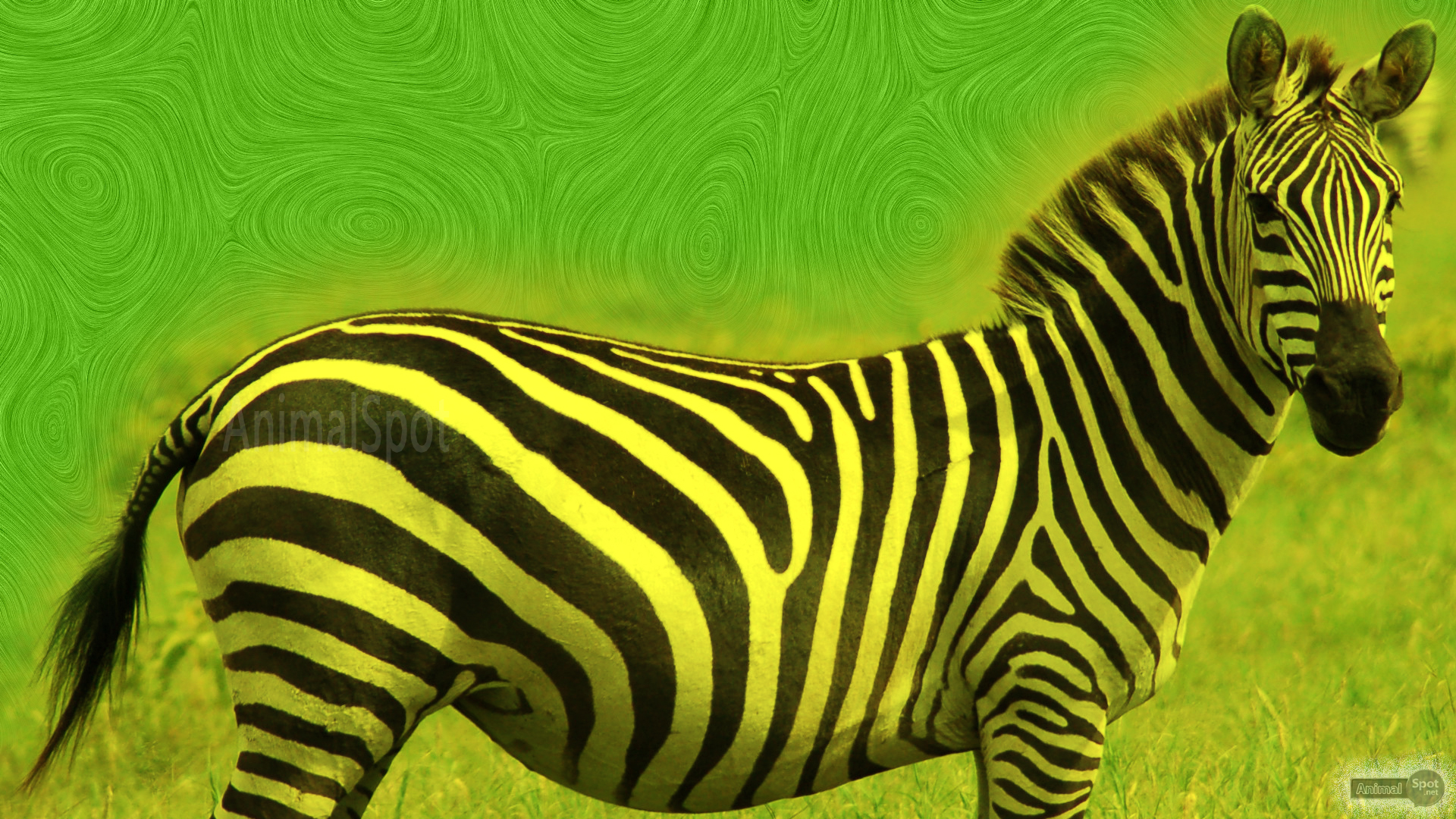 zebra wallpaper desktop hd