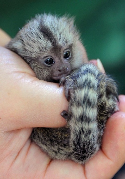 marmoset monkey pet care