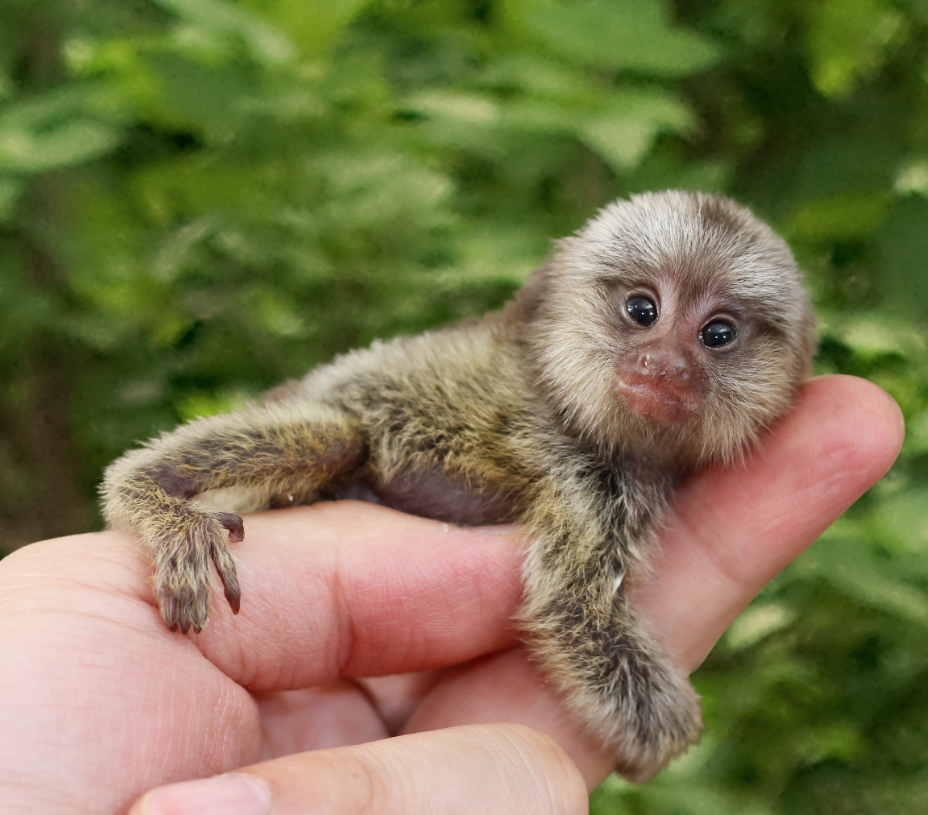 full grown pygmy marmoset monkey