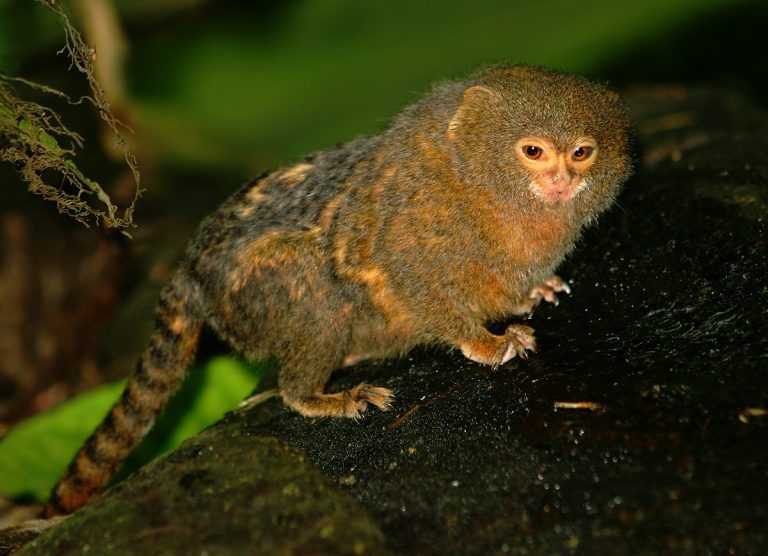 pygmy marmoset toy