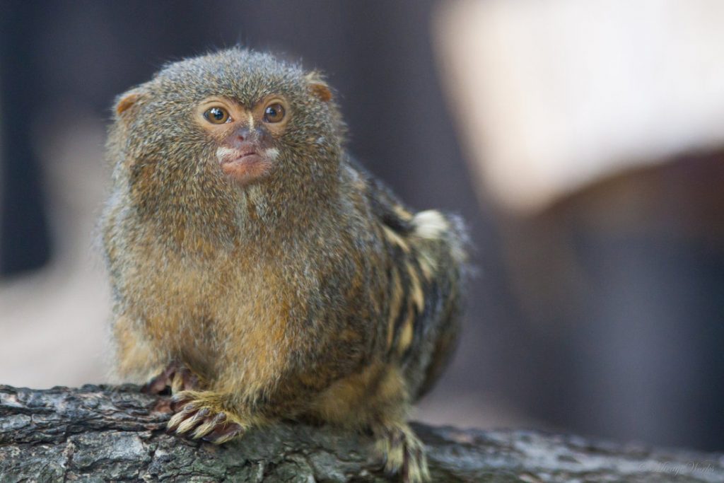 pygmy marmoset toy