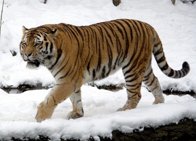 Siberian Tiger Facts, Cubs, Habitat, Diet, Adaptations, Pictures