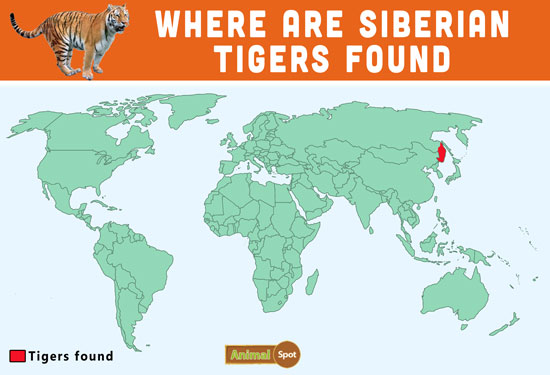 white siberian tiger habitat